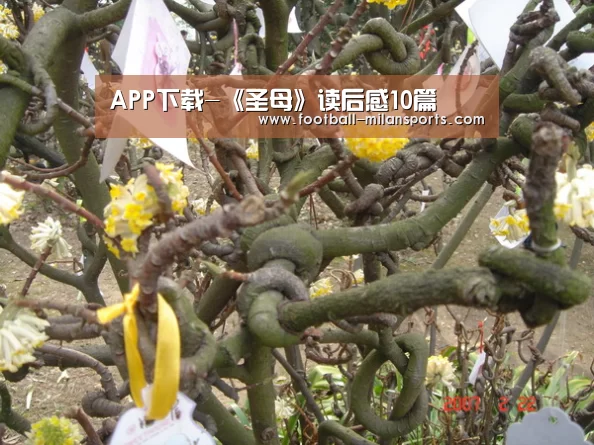 米兰体育入口